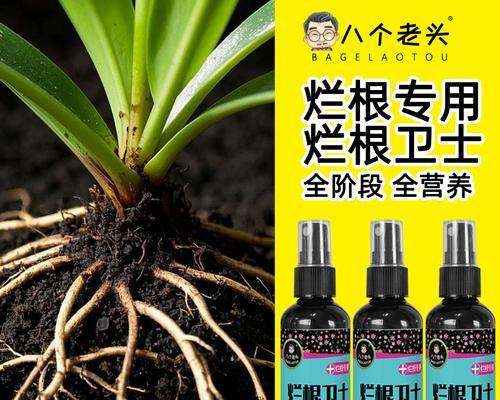花卉烂根的原因及预防措施是什么？