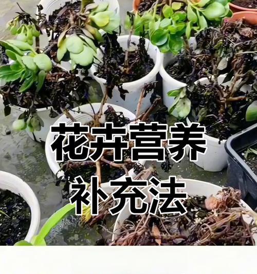 花卉烂根的原因及预防措施是什么？