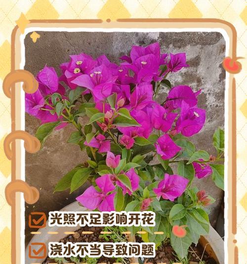 三叶梅什么时候开花？如何促进其开花？