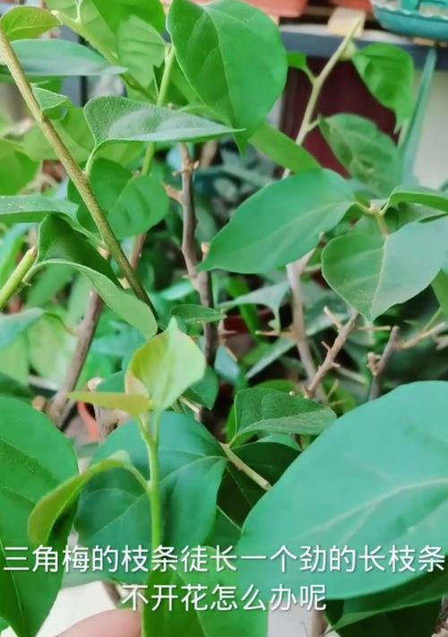 三叶梅什么时候开花？如何促进其开花？