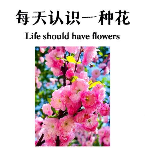 三叶梅什么时候开花？如何促进其开花？