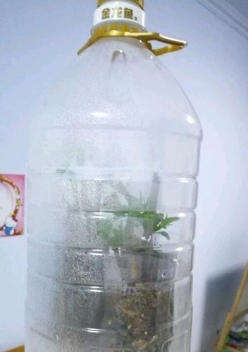自制室内温室的步骤是什么？如何保证适宜的生长环境？