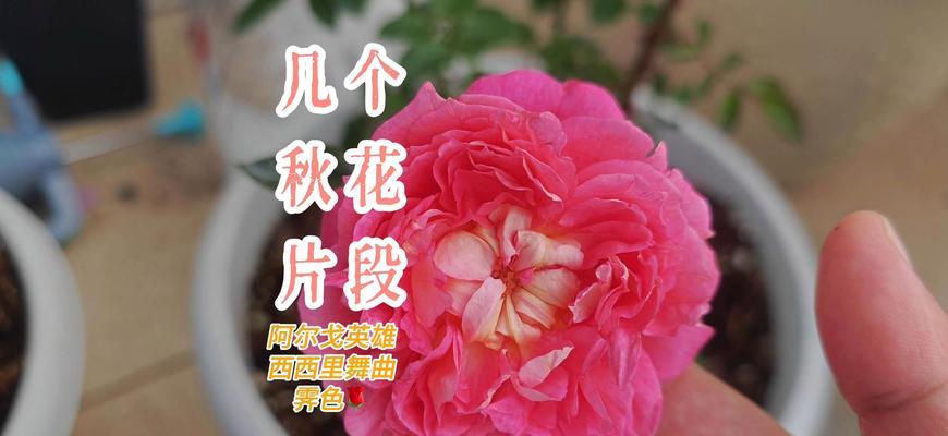 秋天开的花有哪些？赏秋花指南大公开！