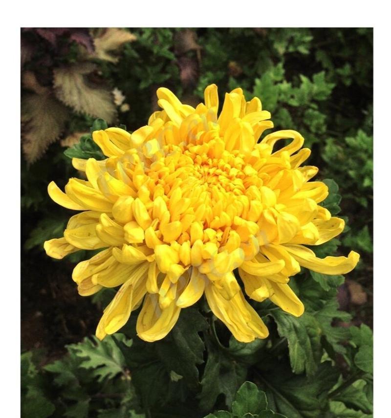 秋天开的花有哪些？赏秋花指南大公开！
