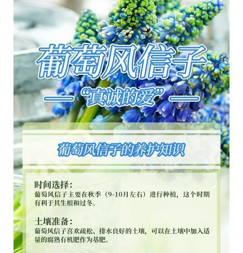 葡萄风信子的种植时间是什么时候？