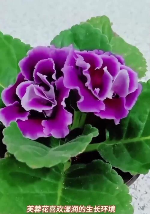 什么养芙蓉？芙蓉的养殖方法和注意事项是什么？