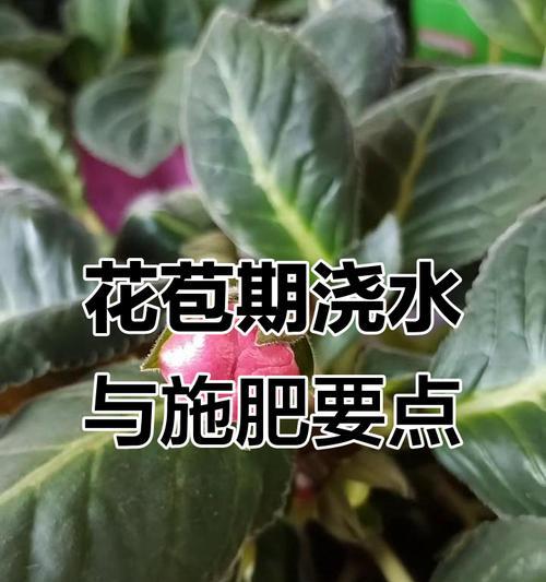 什么养芙蓉？芙蓉的养殖方法和注意事项是什么？