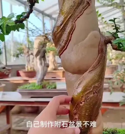 微盆景的制作步骤是什么？