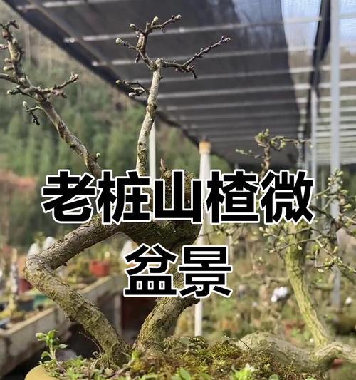微盆景的制作步骤是什么？