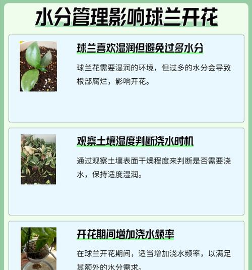 球兰花的养殖技巧有哪些？怎样才能使其开出更多花朵？