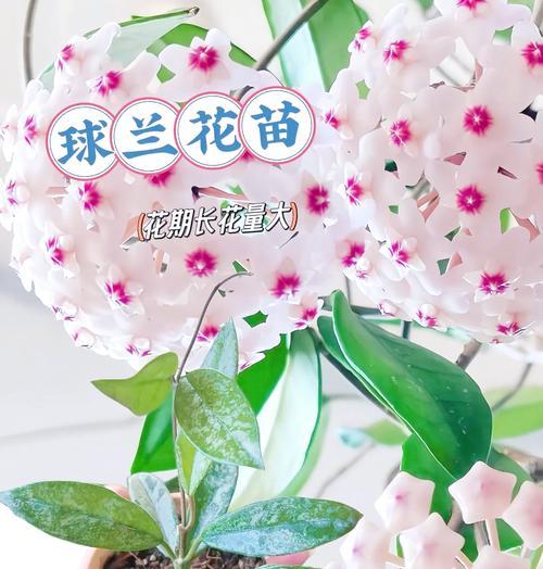 球兰花的养殖技巧有哪些？怎样才能使其开出更多花朵？