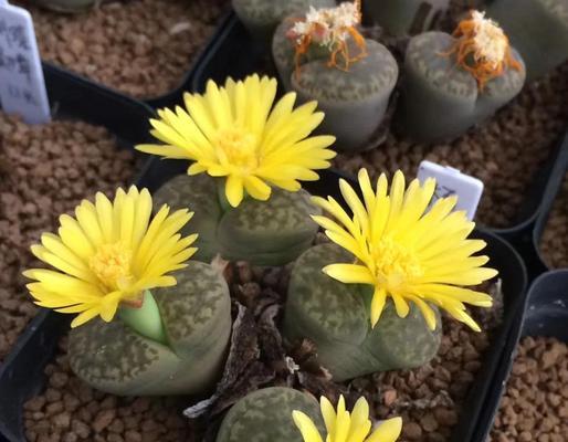 生石花名贵品种有哪些？如何养护？