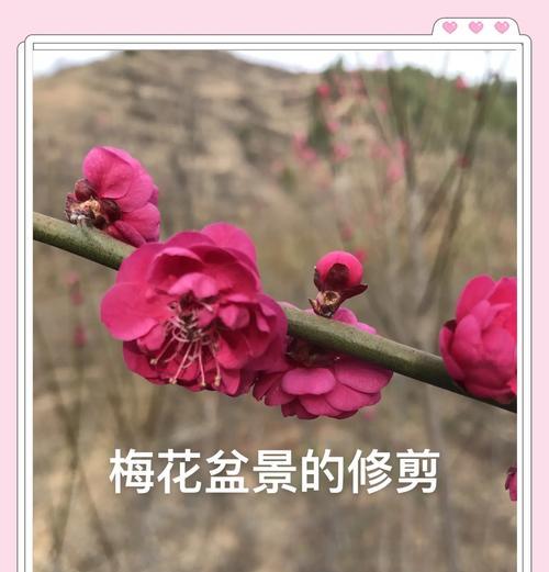 梅花修剪技巧有哪些？梅花修剪需要注意哪些事项？