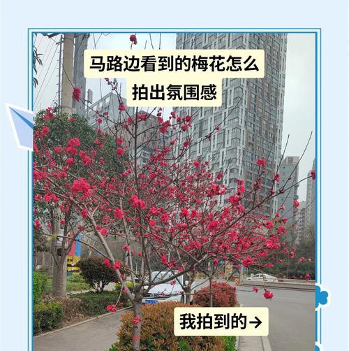 梅花修剪技巧有哪些？梅花修剪需要注意哪些事项？