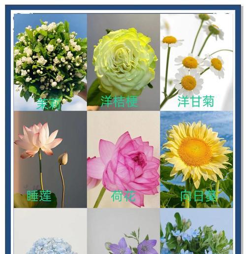 哪种花卉最难于养护？
