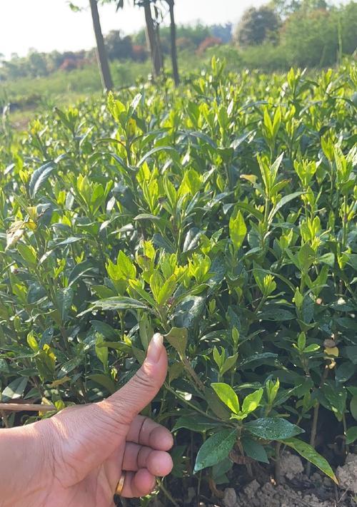 小叶枝子花修剪技巧是什么？