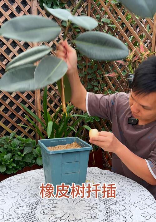 橡皮树插枝繁殖的方法是什么？