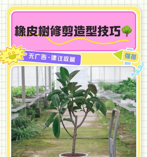 橡皮树插枝繁殖的方法是什么？