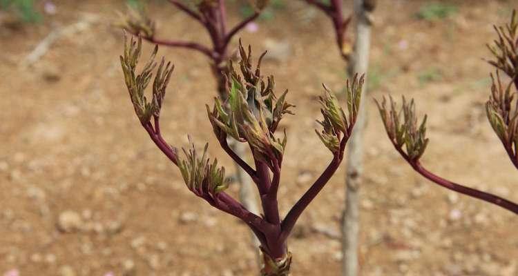 盆栽牡丹花种植需要注意什么？如何使其开花？