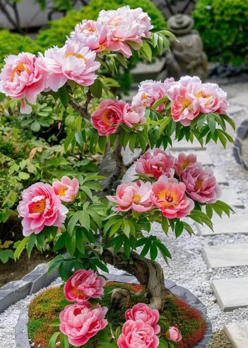 盆栽牡丹花种植需要注意什么？如何使其开花？