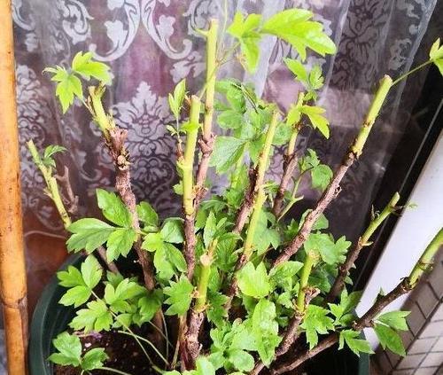 盆栽牡丹花种植需要注意什么？如何使其开花？