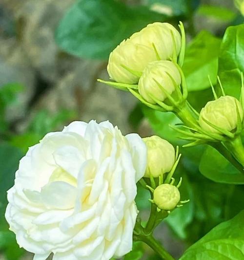 花的分类有哪些？不同分类的花卉特点和养护方法是什么？