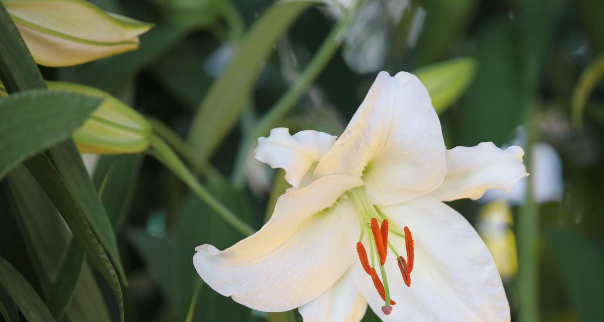 花的分类有哪些？不同分类的花卉特点和养护方法是什么？