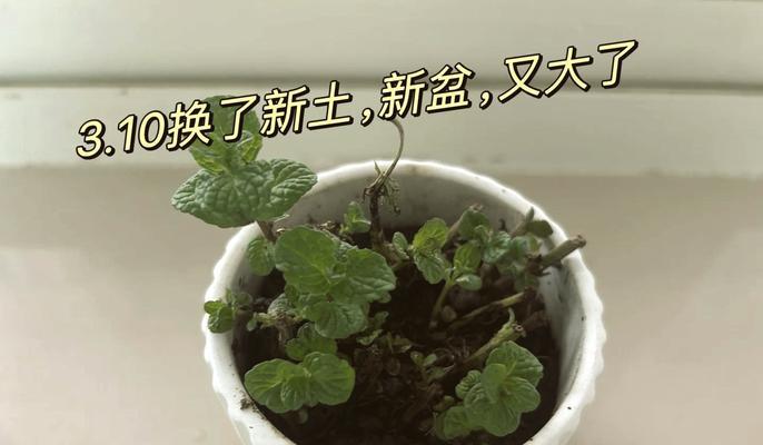 盆栽保湿的有效方法有哪些？如何保持盆栽土壤的湿润？