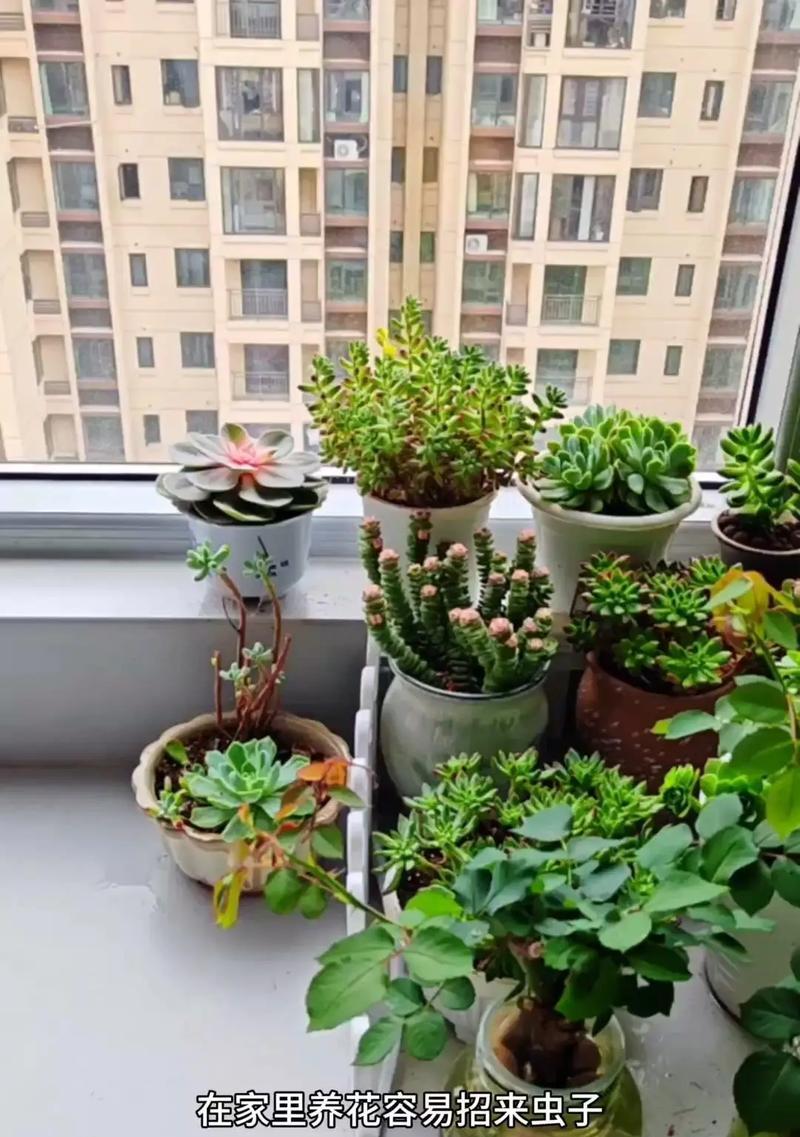 室内花草养护的秘诀是什么？