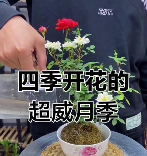 室内花草养护的秘诀是什么？