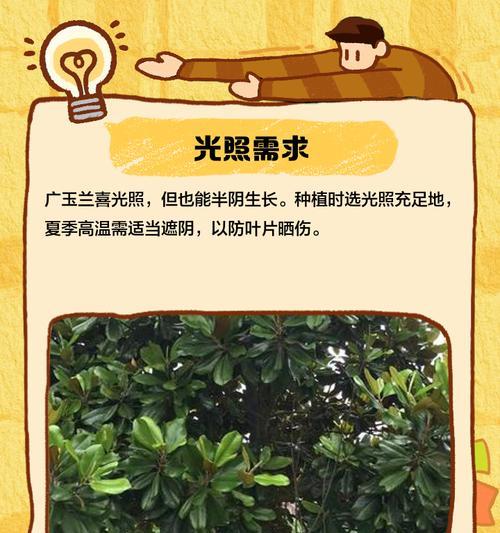 广玉兰的最佳移栽时间是什么时候？移栽注意事项是什么？