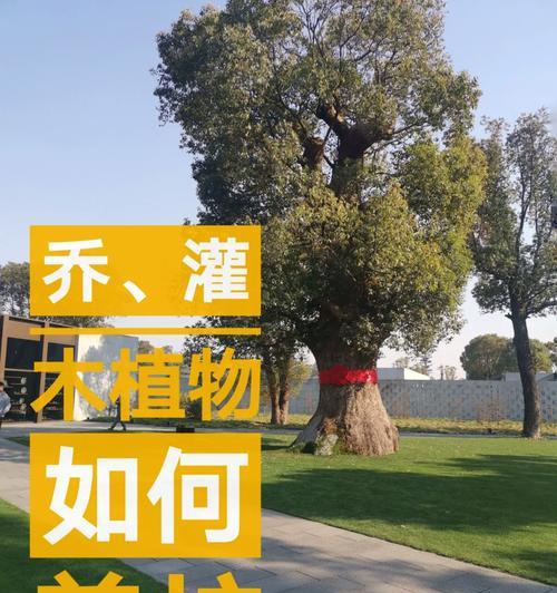 菠萝花的养护要点有哪些？