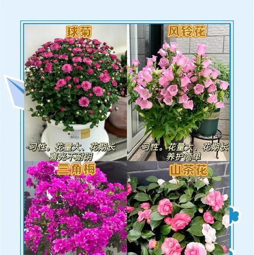 哪些花卉需要充足的阳光？如何为喜阳花卉创造最佳生长环境？
