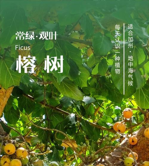 榕树养殖的正确方法是什么？