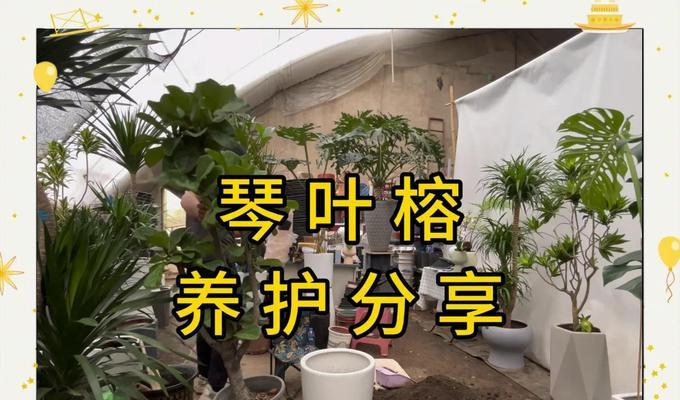 榕树养殖的正确方法是什么？