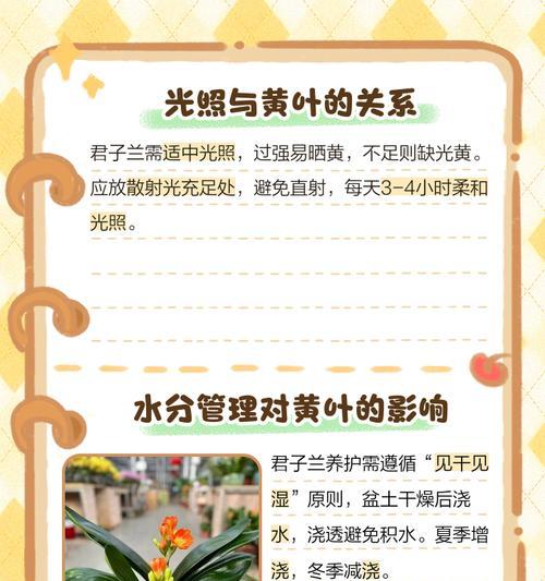 君子兰叶子断裂后的急救措施是什么？