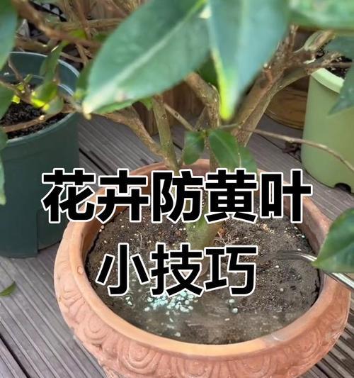 土壤酸碱度的调整方法是什么？如何保证植物的正常生长？