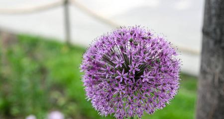 球形花卉有哪些种类？它们的养护方法是什么？
