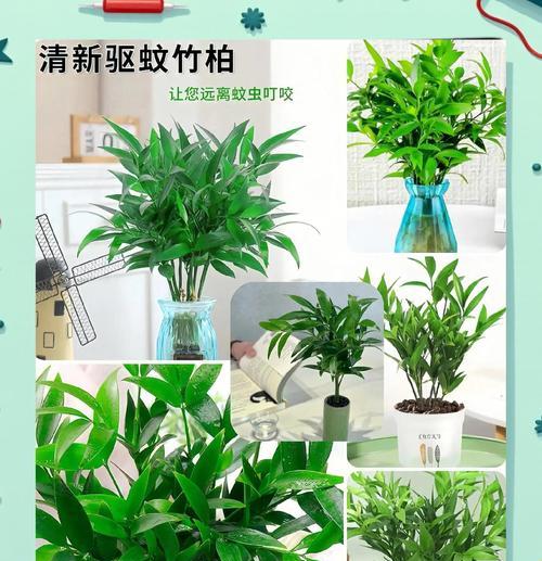 哪些植物具有驱蚊效果？驱蚊植物的选择和使用方法是什么？