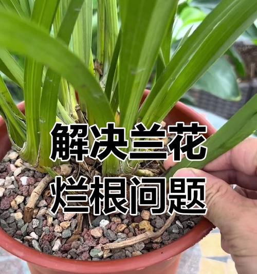 兰花黄叶的原因是什么？如何处理兰花黄叶？