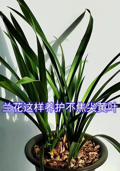 兰花黄叶的原因是什么？如何处理兰花黄叶？