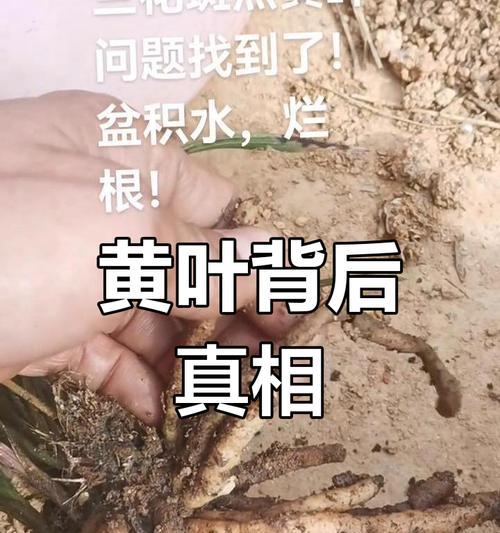 兰花黄叶的原因是什么？如何处理兰花黄叶？