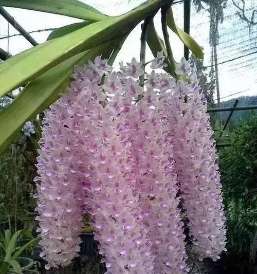 狐尾兰种植的技巧有哪些？