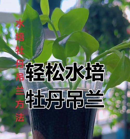 牡丹吊兰的养护要点是什么？
