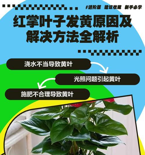 红掌叶子发黑是什么问题导致的？