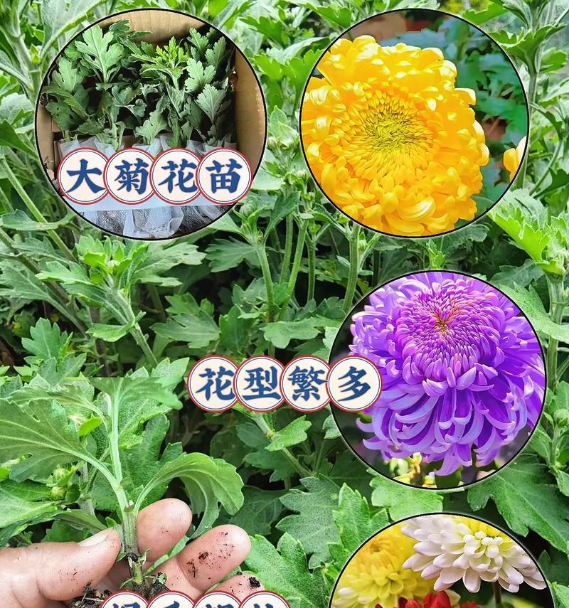 花卉品种大全在哪里可以找到？如何选择合适的花卉品种？