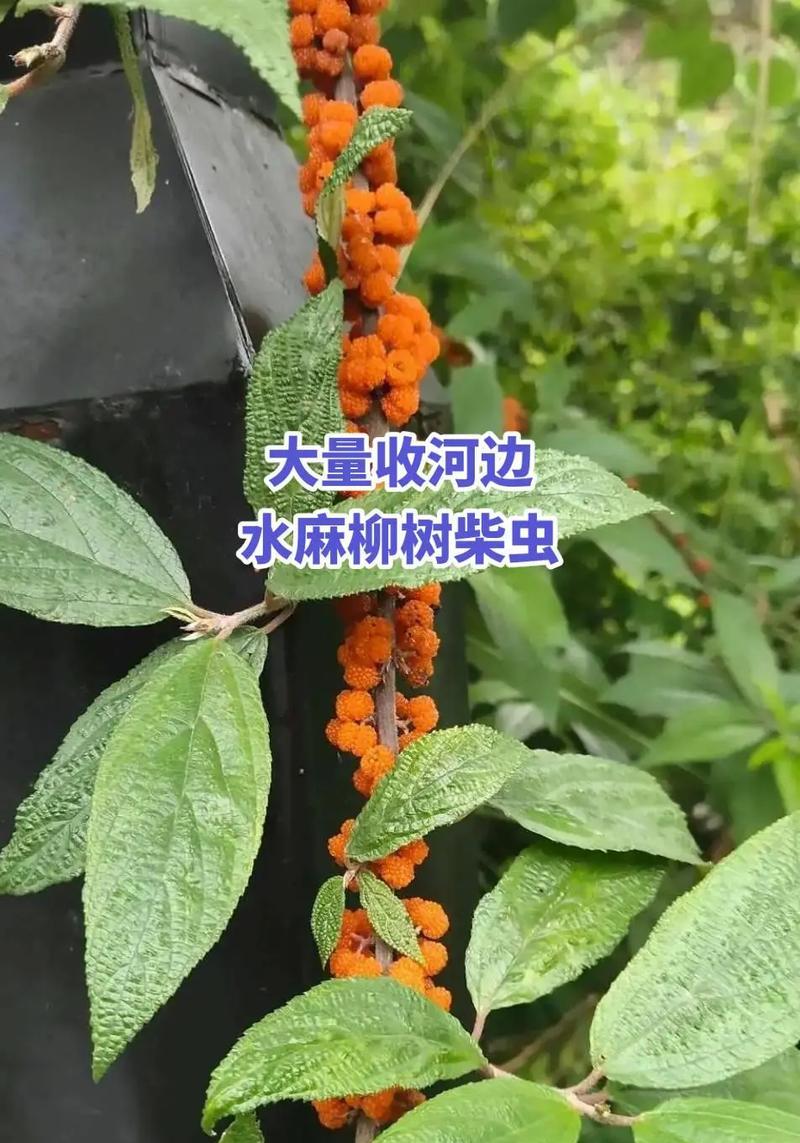 柳树常见害虫识别？柳树上的虫子有哪些？