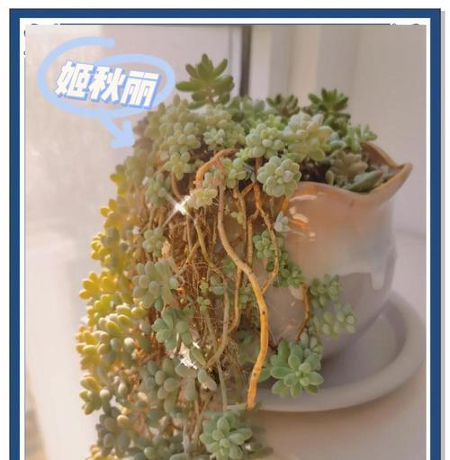 秋丽多肉植物的养殖技巧有哪些？如何避免徒长？