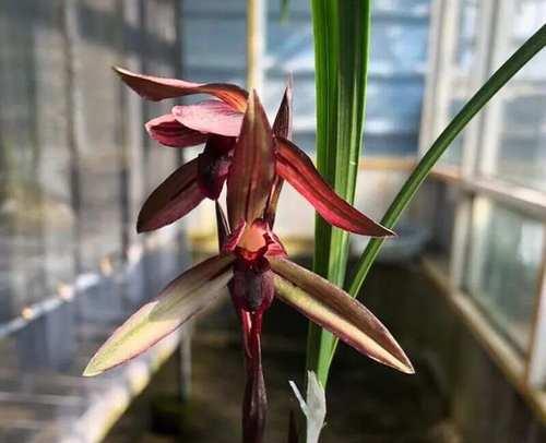 兰花出现干枯现象的原因是什么？如何有效解决兰花干枯问题？