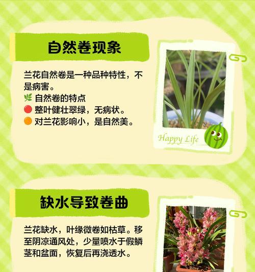 兰花出现干枯现象的原因是什么？如何有效解决兰花干枯问题？